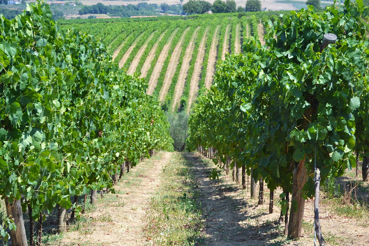 Agricoltura prodotti tipici campani